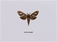 藏品(銀斑舟蛾)的圖片